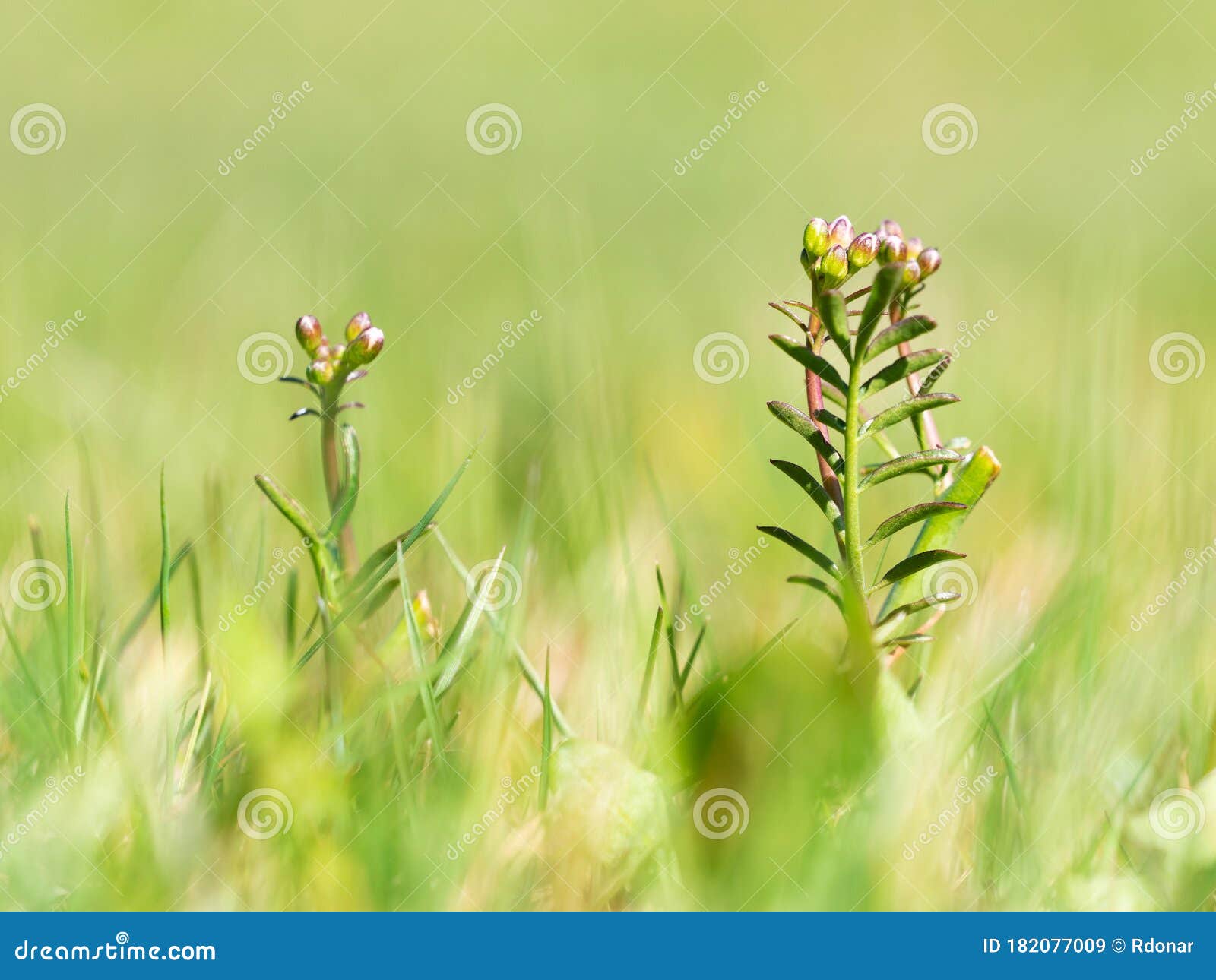 white pink cuckooflower lady`s smock buds