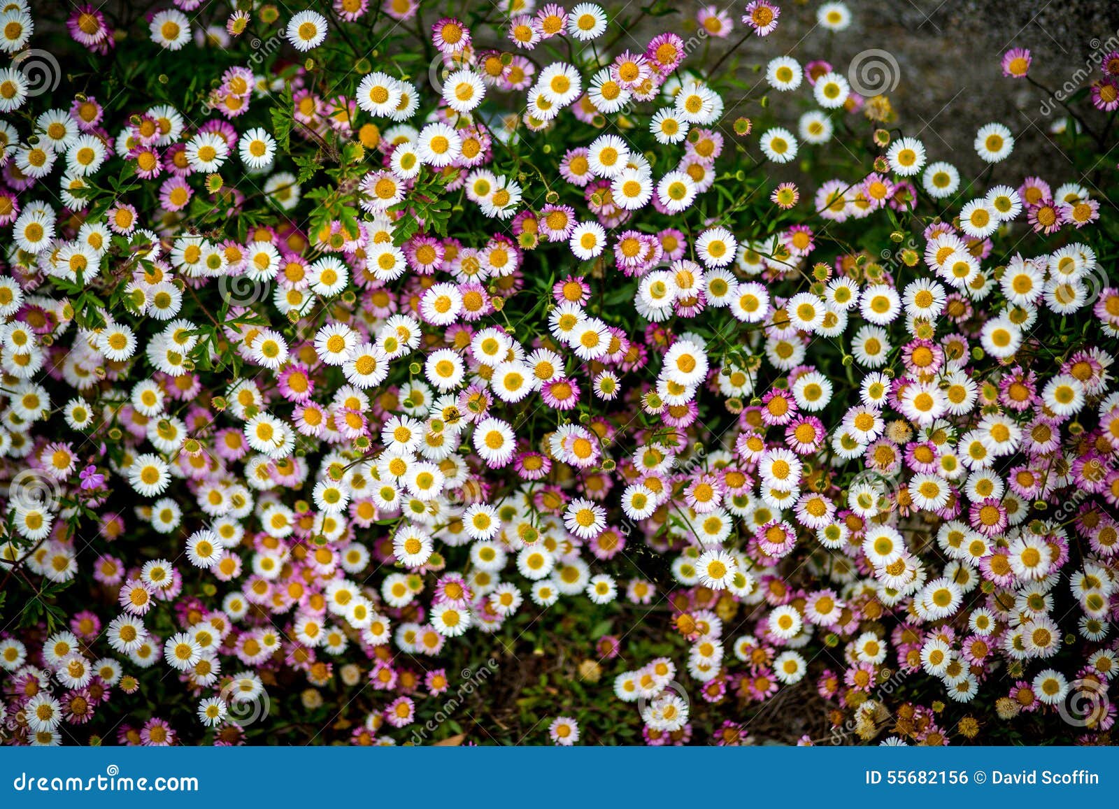 White and Pink Daisies Growing Wild Stock Photo Image of flowers