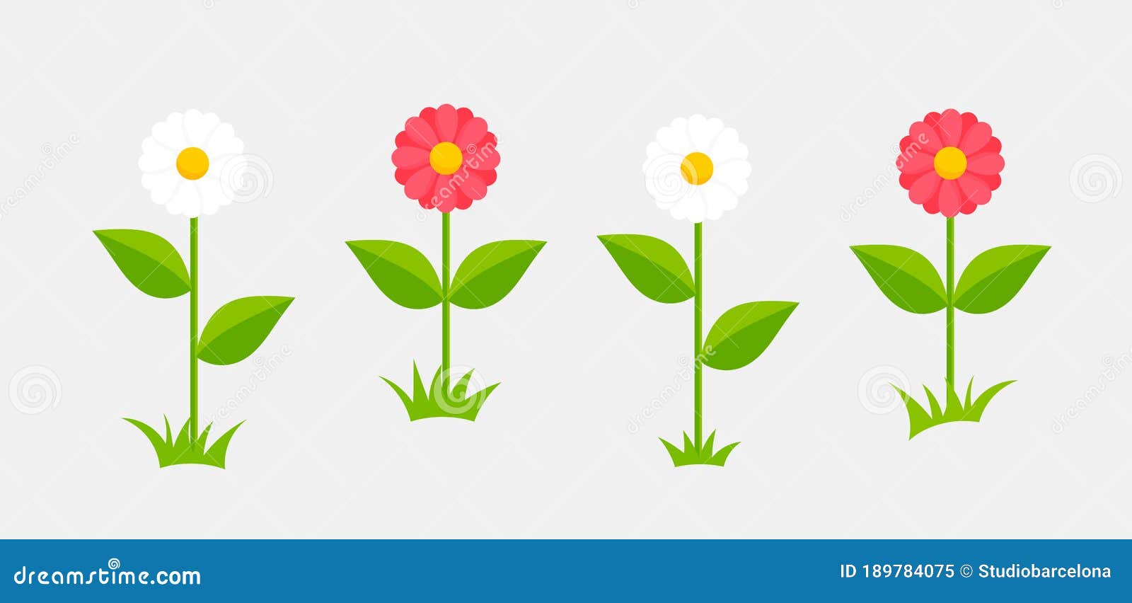 Pink Daisy Flower Watercolor Collection Isolated On White Background