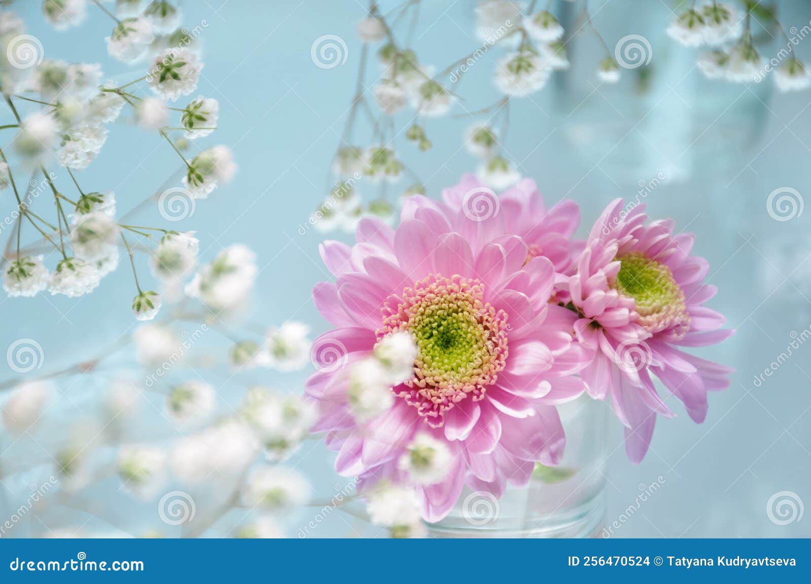 White and Pink Flowers on Blue Background Stock Photo Image of beauty