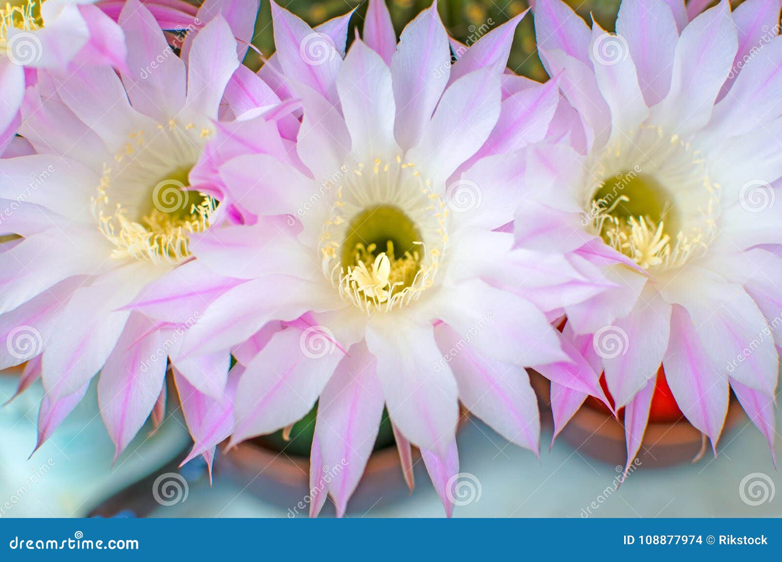 these are white-pink flowers.