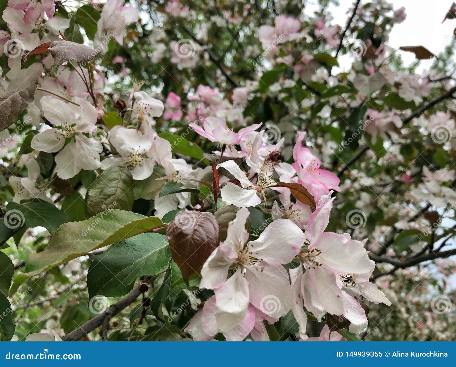 White with Pink Flowers on the Tree Stock Image Image of branch
