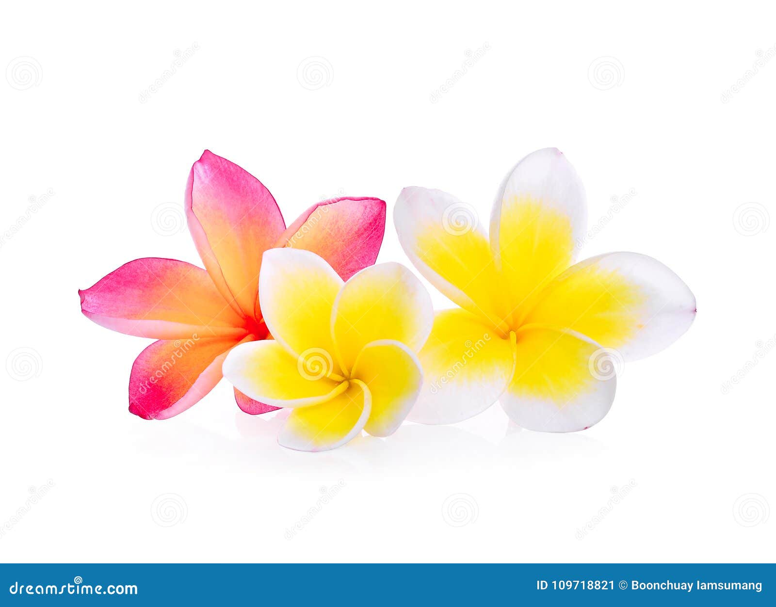 7,483 Flower Pink Jasmine Stock Photos - Free & Royalty-Free Stock Photos from Dreamstime 7,483 Flower Pink Jasmine Stock Photos - Free & Royalty-Free Stock Photos from Dreamstime
