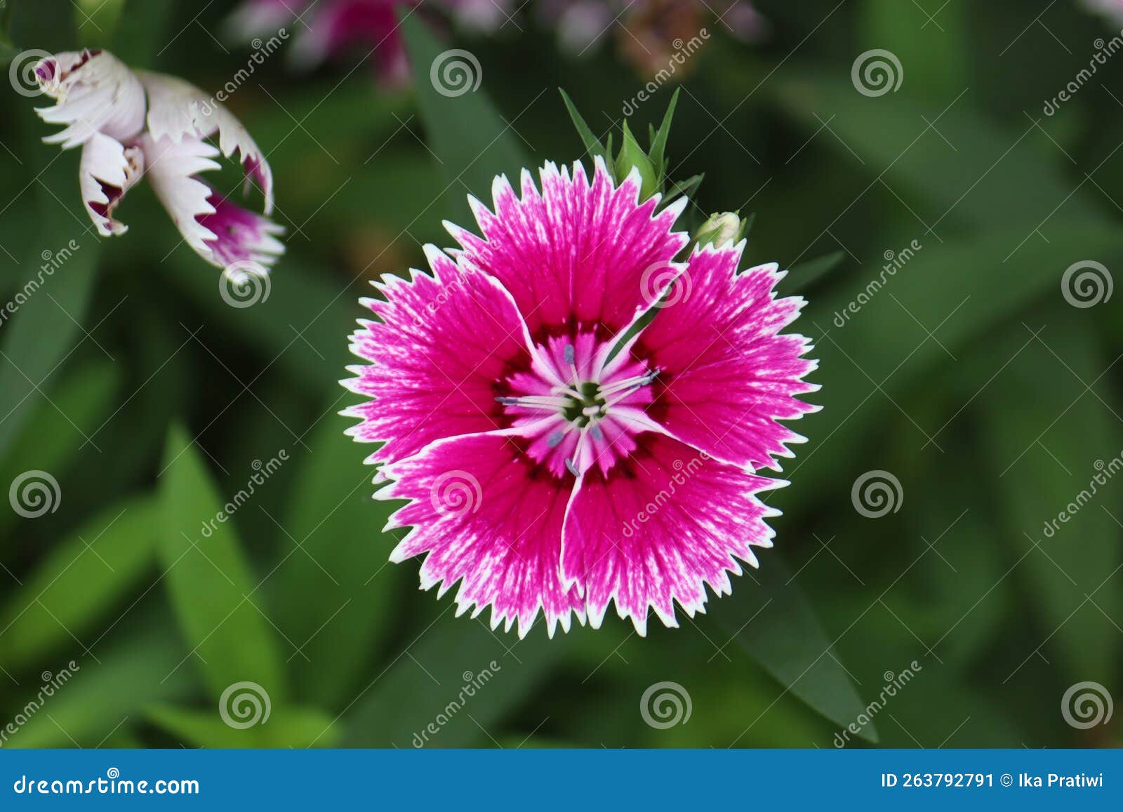 white-pink gradations of clavel plant flowers (dianthus caryophyllus)