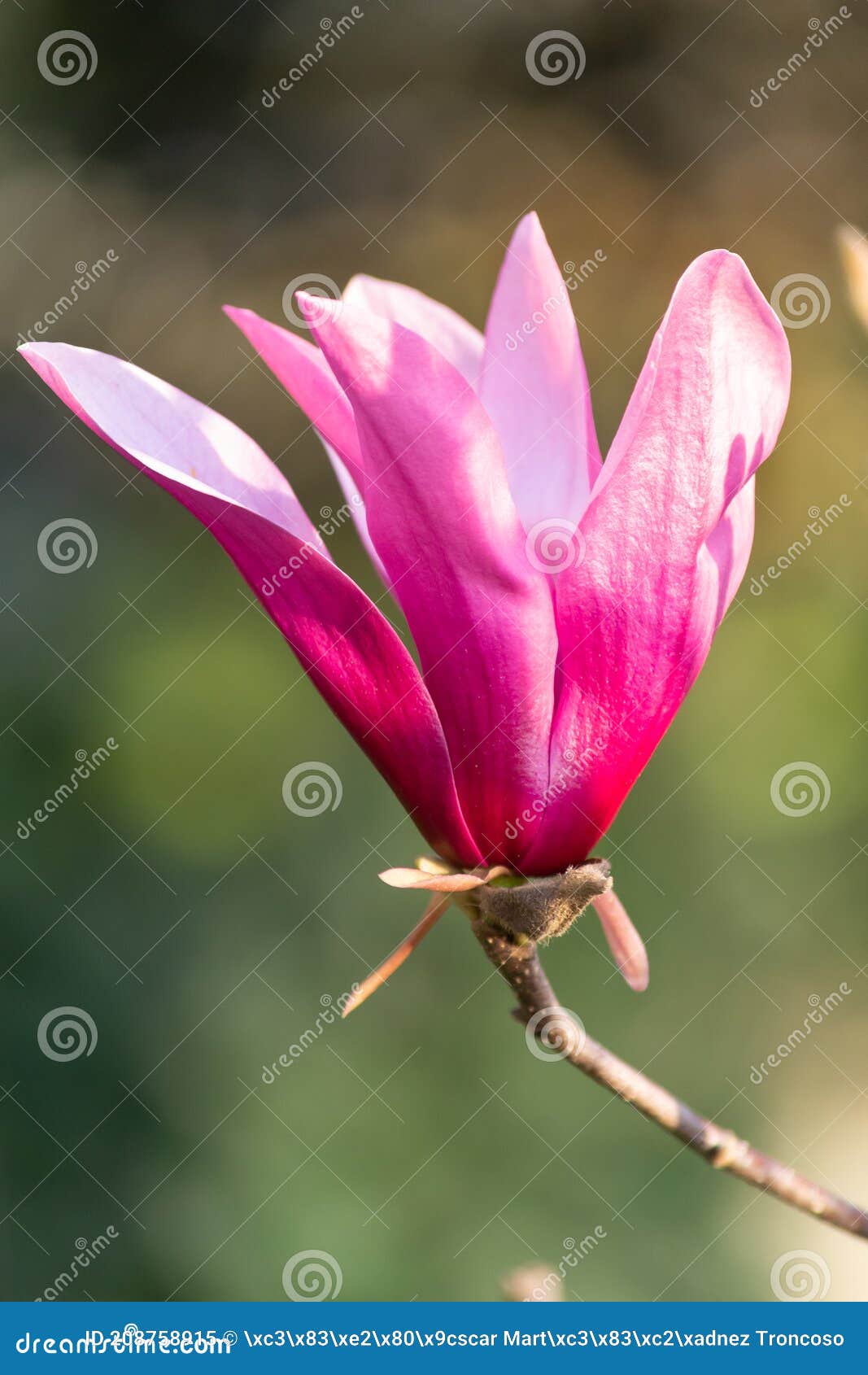 White and Pink Magnolia Flower Stock Image - Image of leaf, macro ...