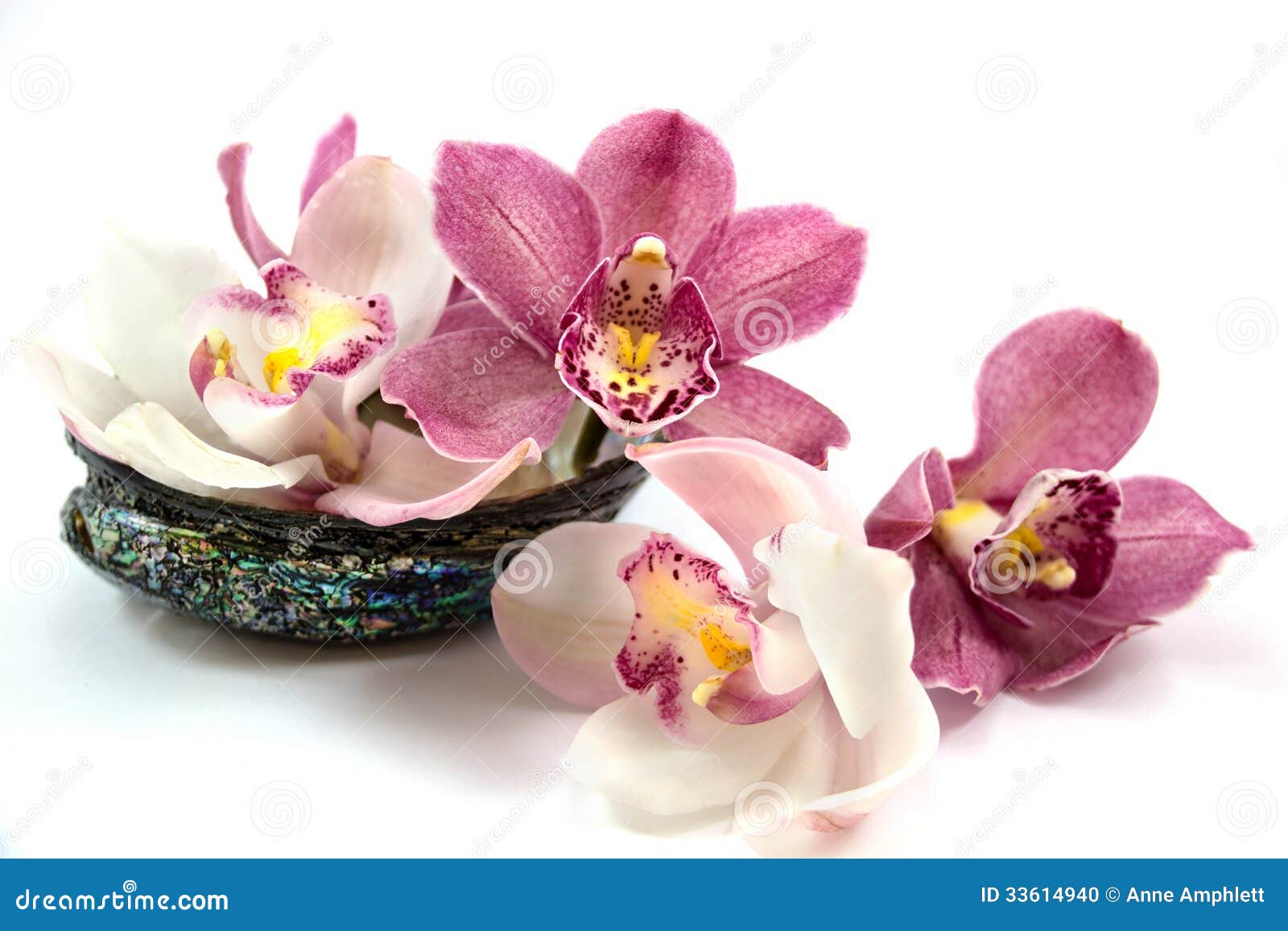 white and pink orchids