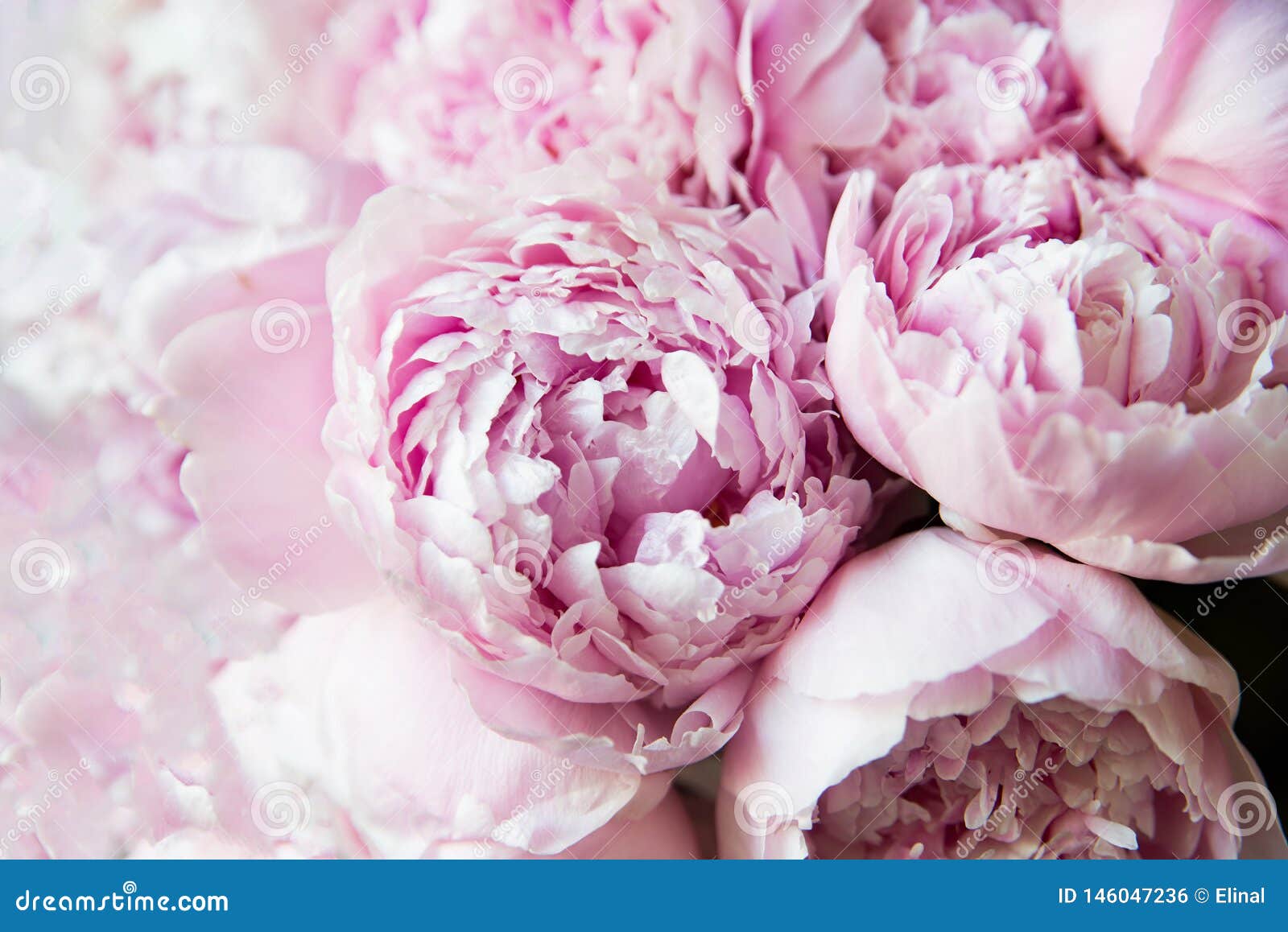 white and pink peonies. background romantic wallpaper