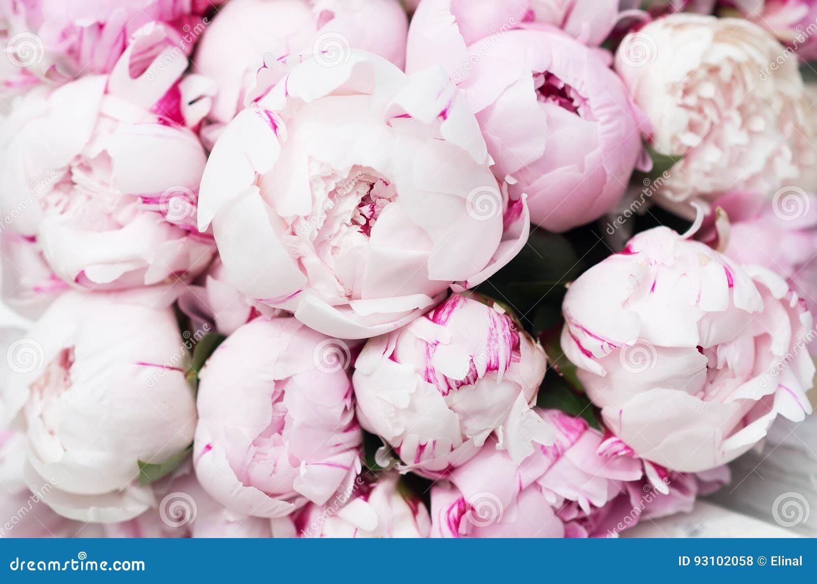 white and pink peonies. background, wallpaper