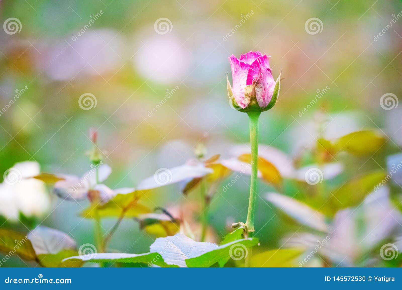 White-pink Roses on Bushes in the Garden Stock Photo - Image of closeup ...