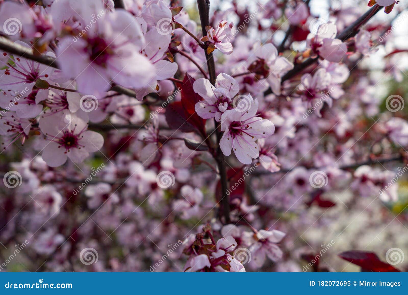 White and Pink Tree Flowers Blooming Stock Image Image of plant