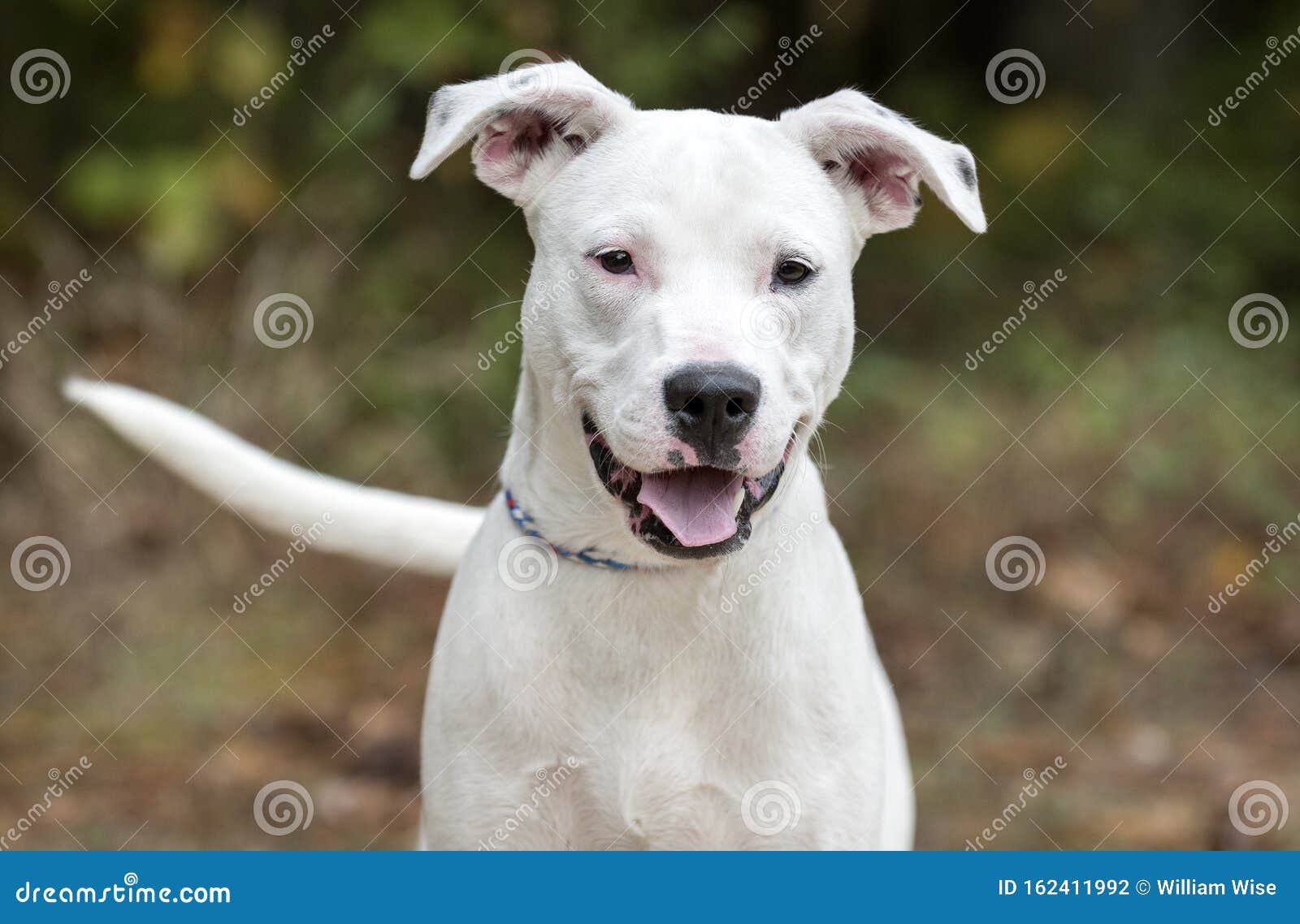 bull terrier and pitbull mix