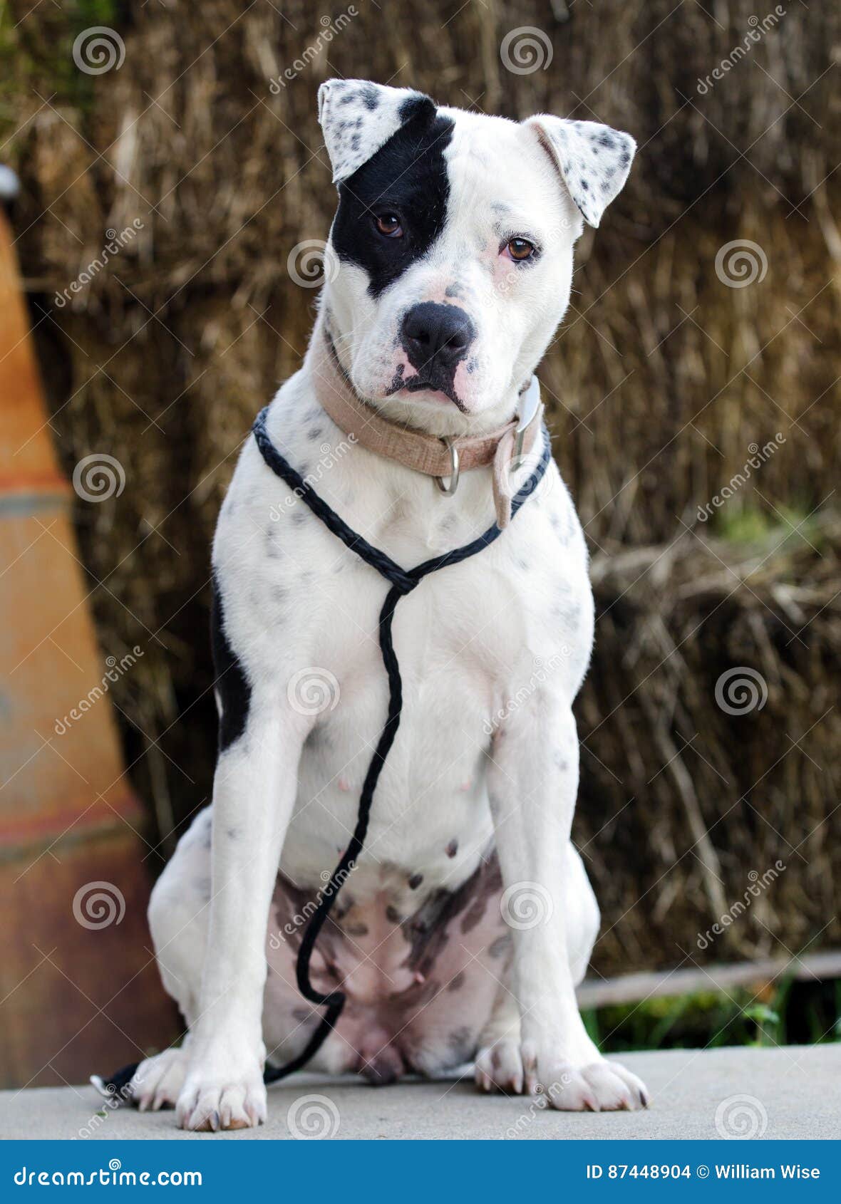 White Pitbull Dog With Black Eye Patch 