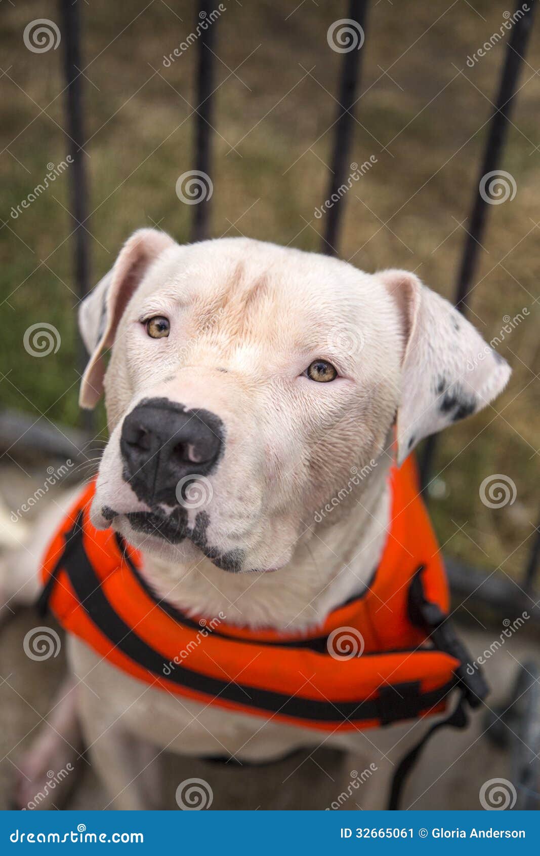 orange and white pitbull