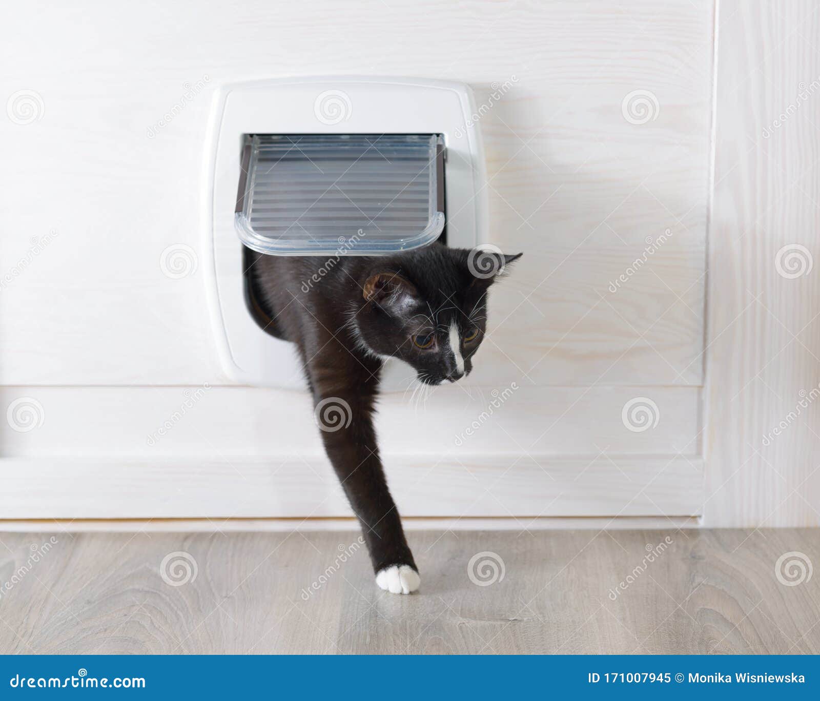 White plastic cat door stock image. Image of lookout 171007945