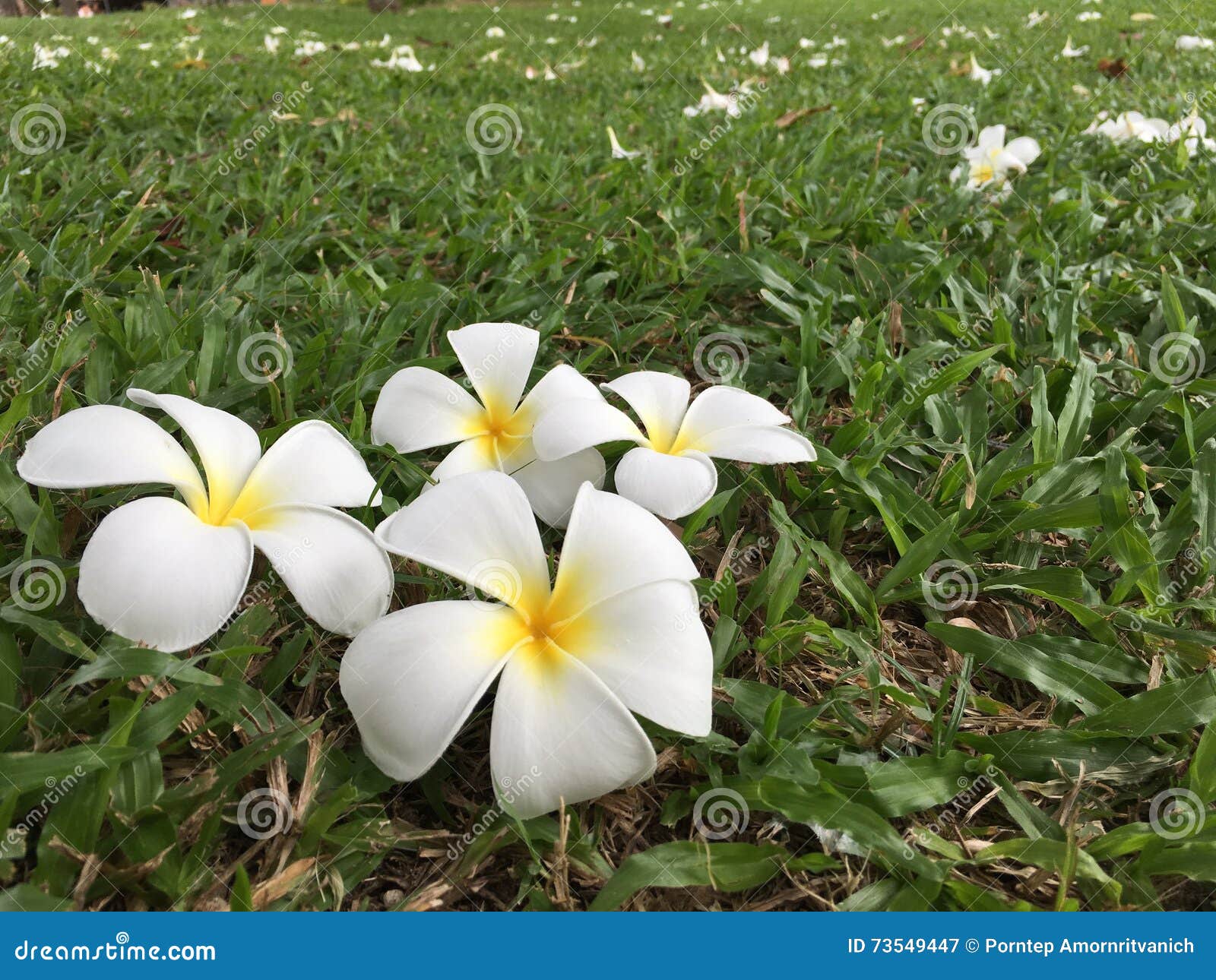 Plumerias Falling Stock Photos Free & RoyaltyFree Stock Photos from