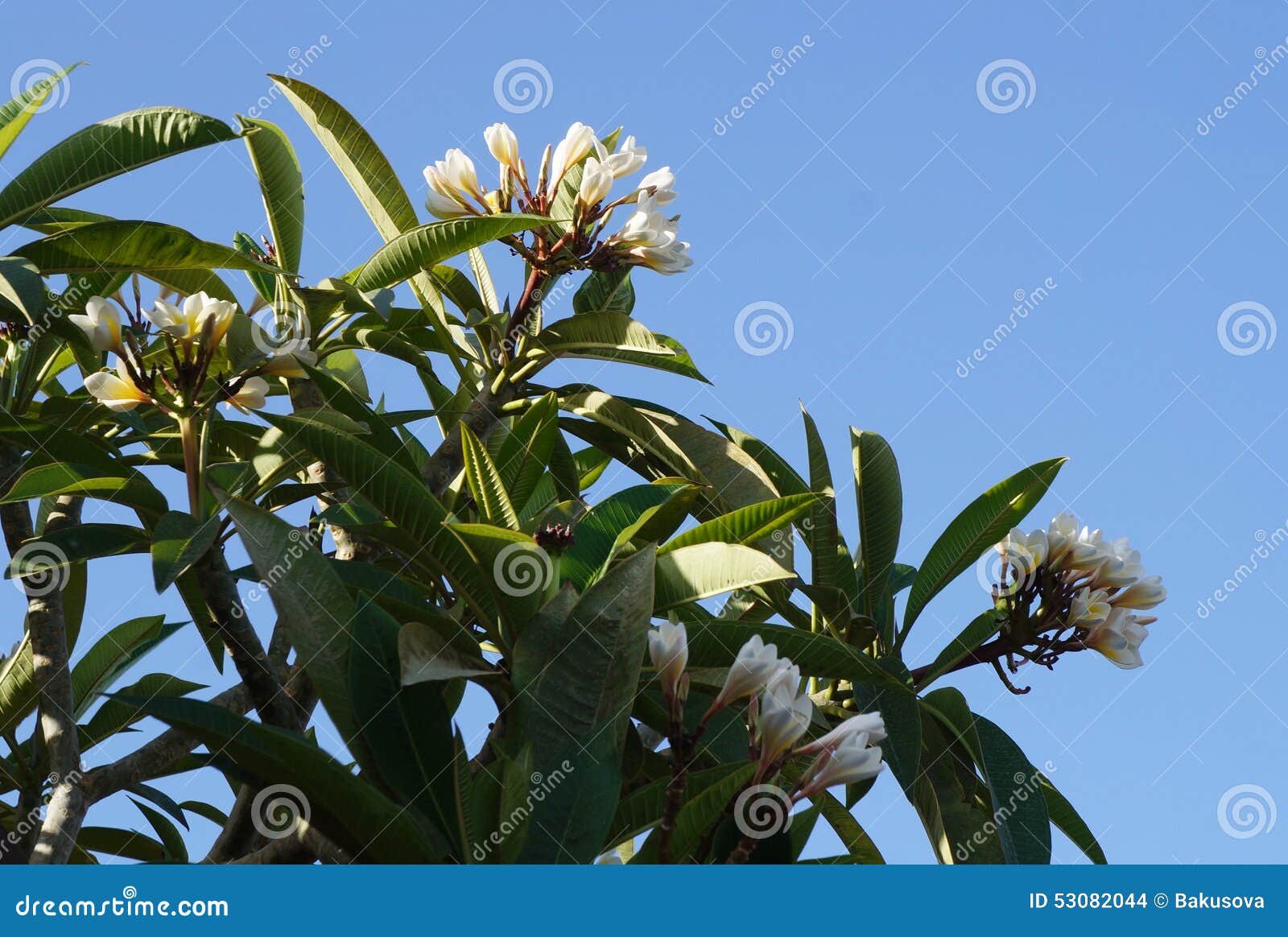 White plumeria blossom stock photo. Image of bali, beauty 53082044