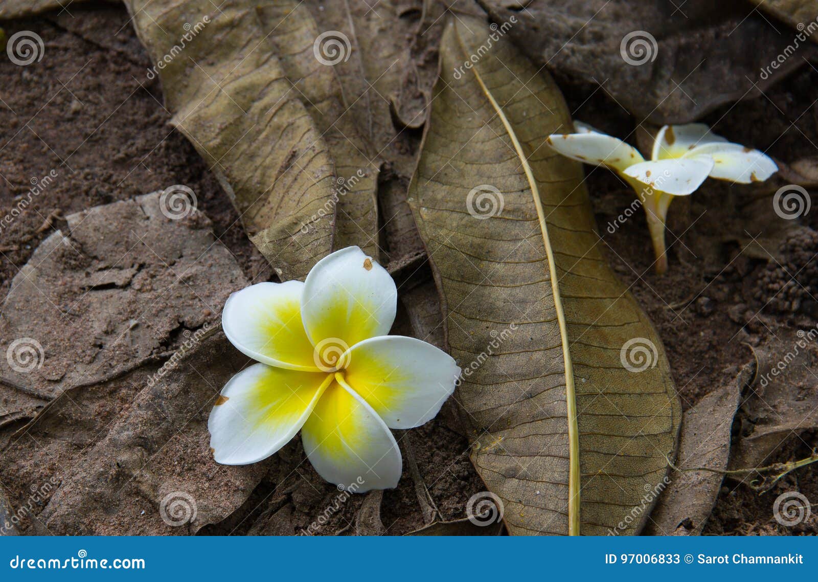White Plumeria Flower Falling. Stock Image Image of beautiful, fall