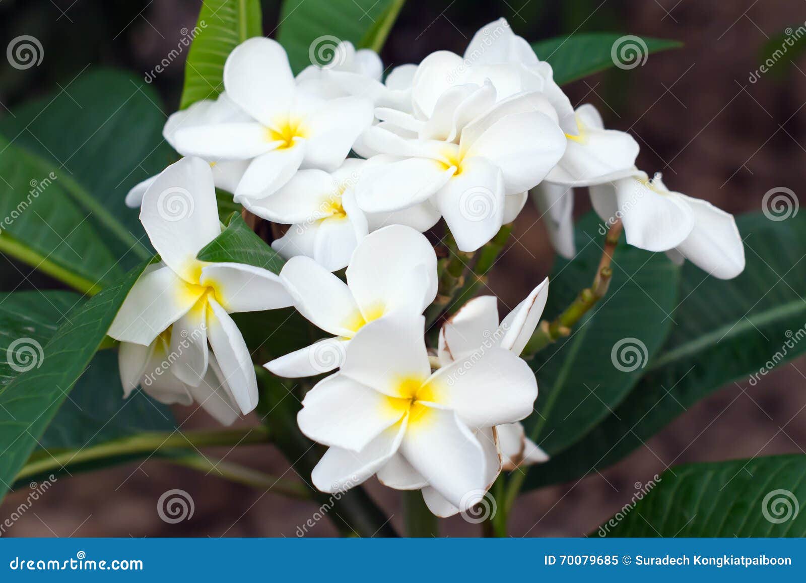 White Plumeria flower stock image. Image of board, flower - 70079685
