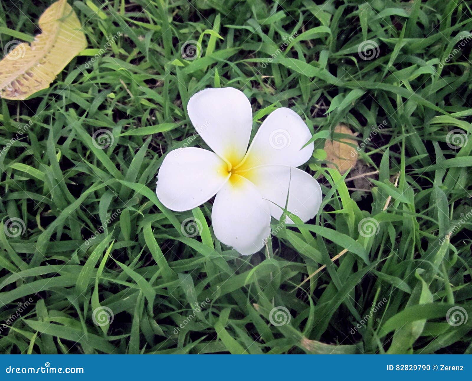 White Plumeria Flowers Falling on the Grass. Stock Photo Image of