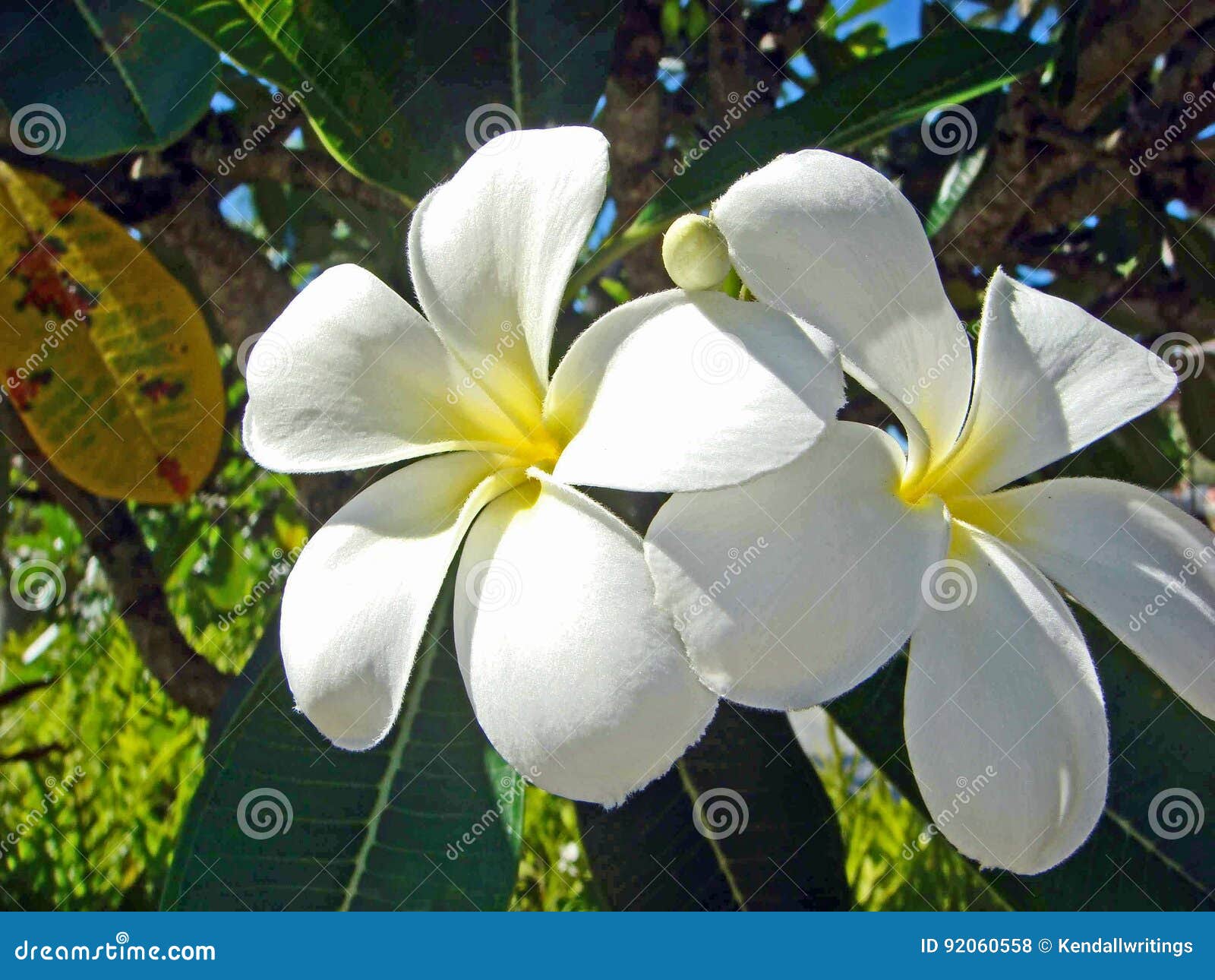 White Plumeria, Kauai, Hawaii Stock Photo Image of kauai, closeup