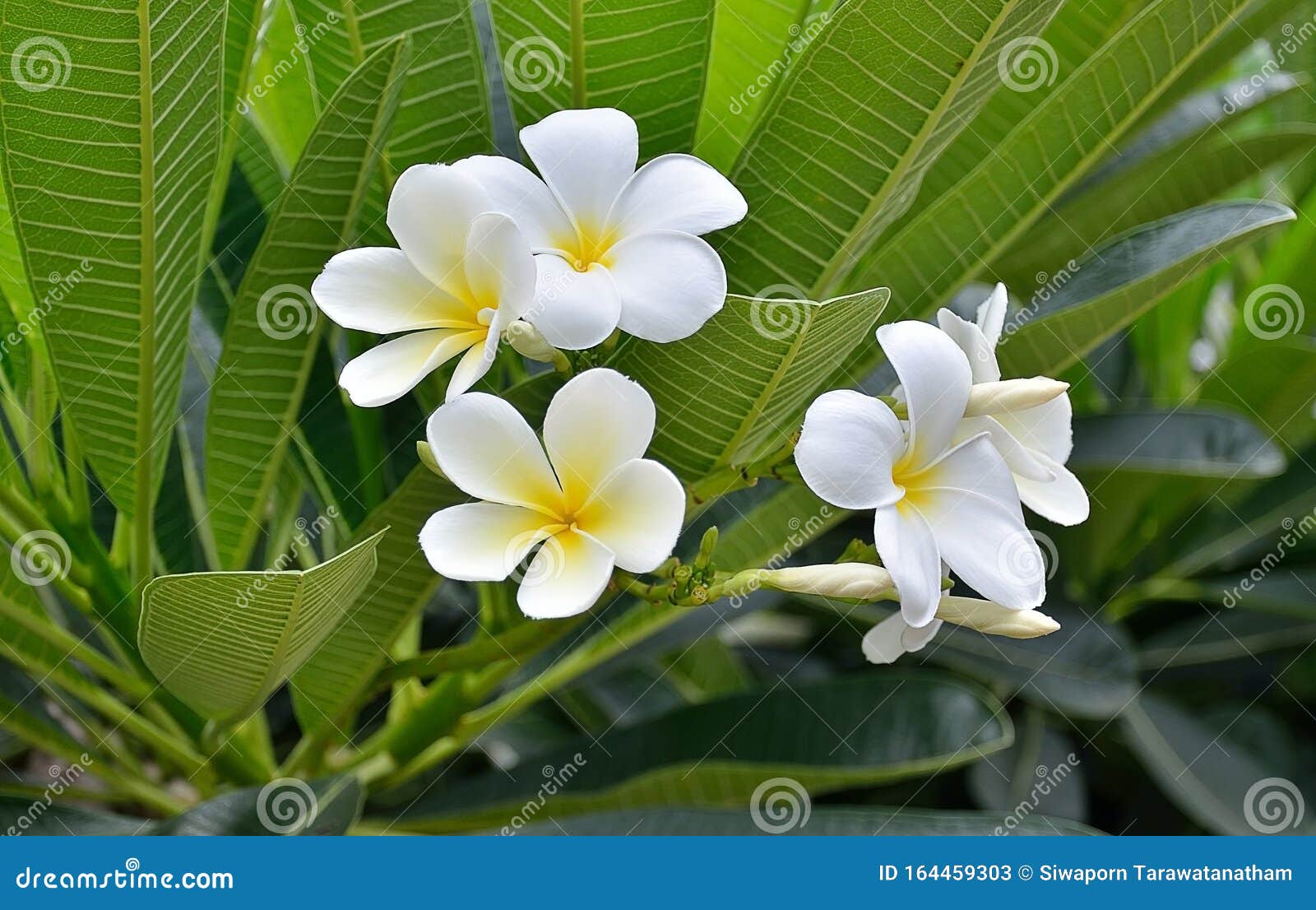 White Plumeria on the Plumeria Tree Stock Image Image of petal, tree