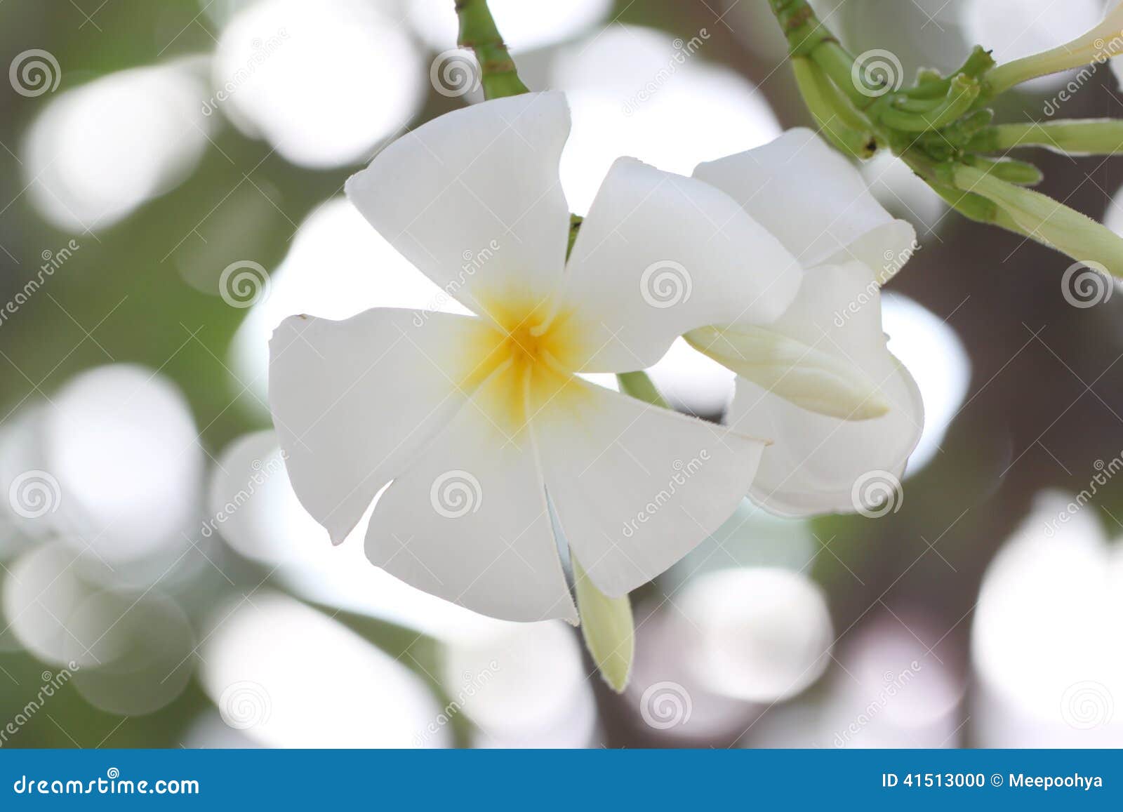 White plumeria on tree. stock photo. Image of gardening 41513000