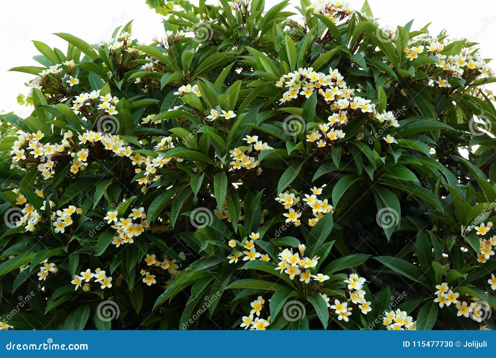 White plumeria stock photo. Image of foliage, flower 115477730