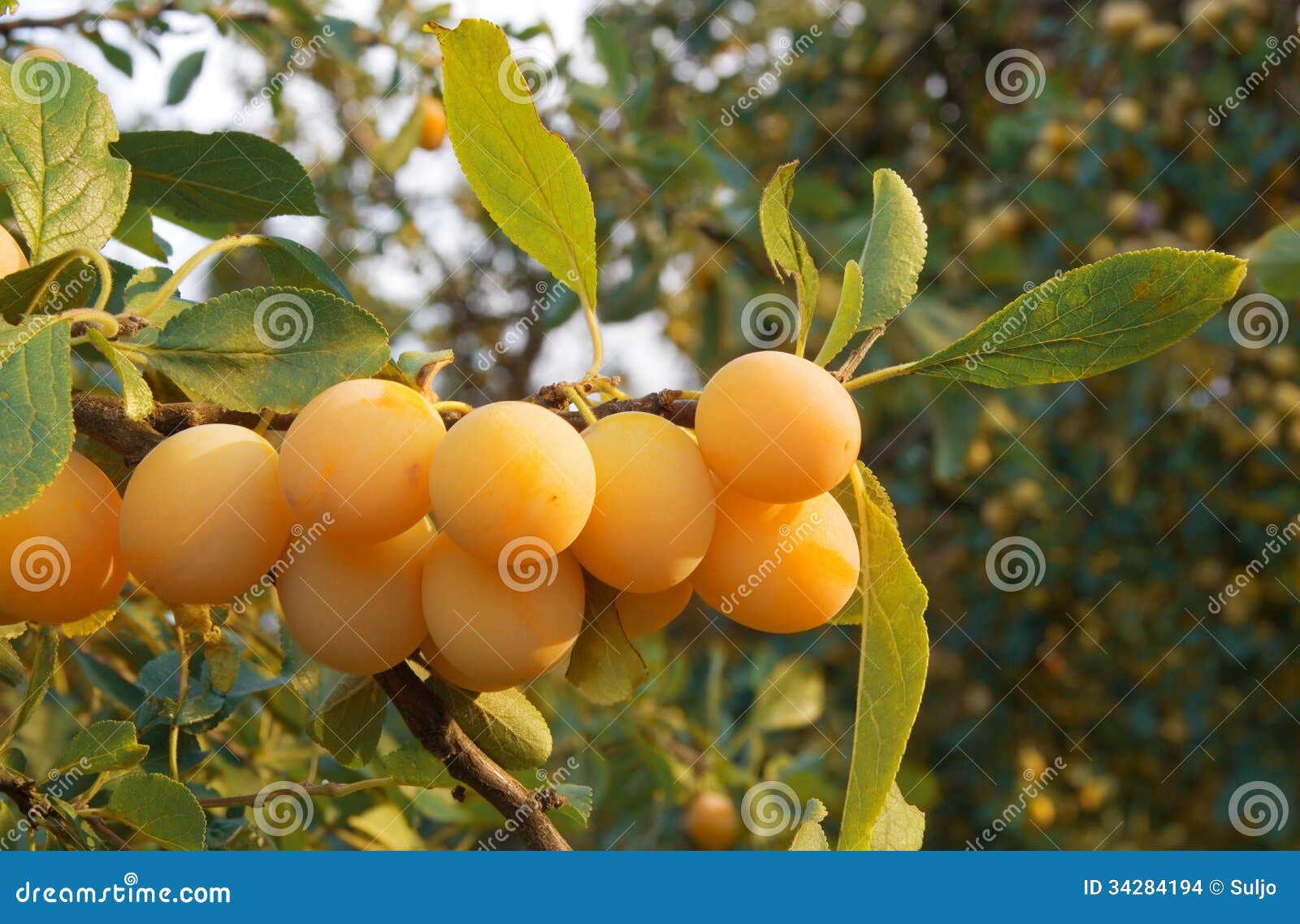 download free prunes tree download free prunes tree