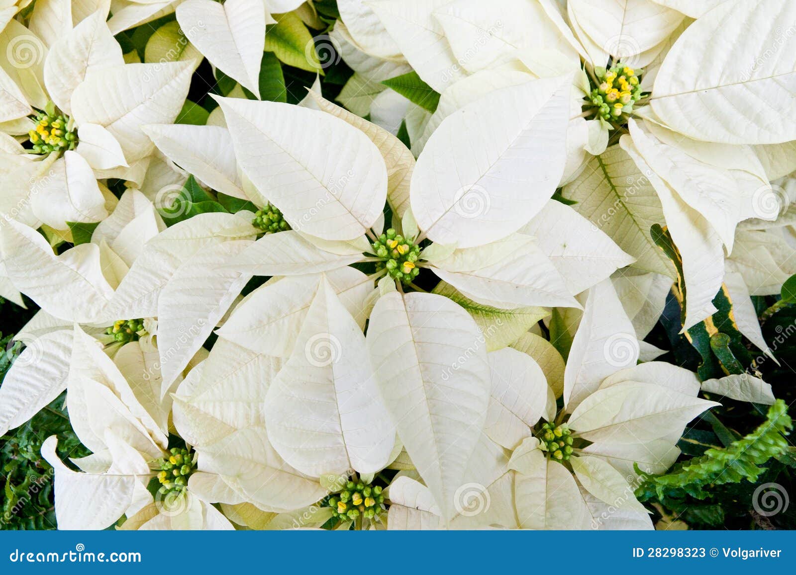 White poinsettias stock image. Image of bloom, merry 28298323