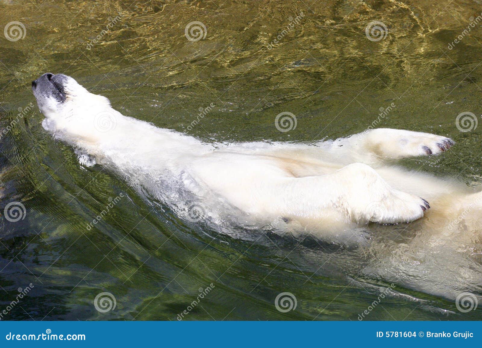 white polar bear enjoy in water