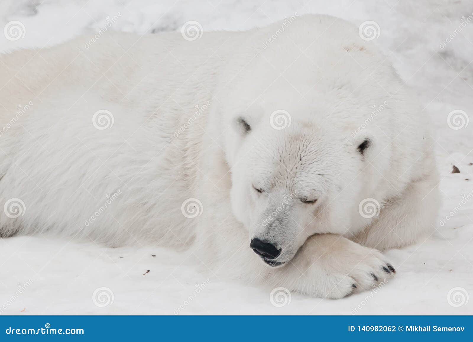 fluffy polar bear