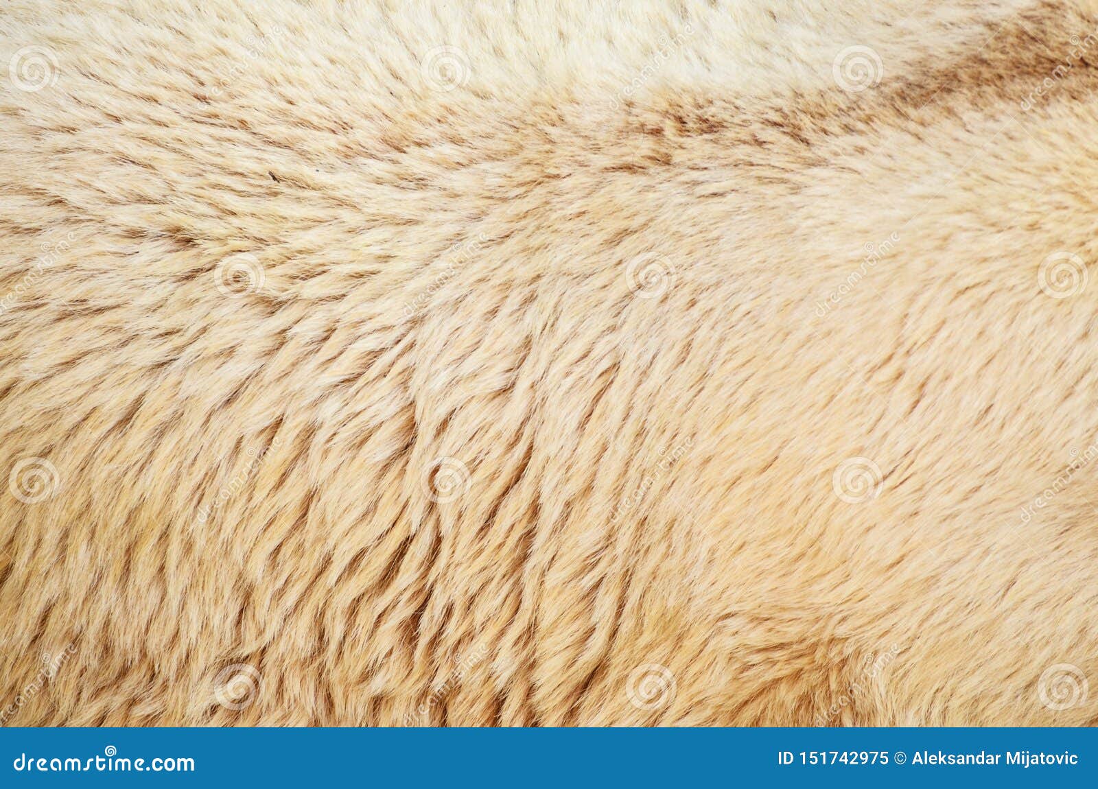 White Polar Bear Fur Texture Stock Image Image of hunter, coat 151742975