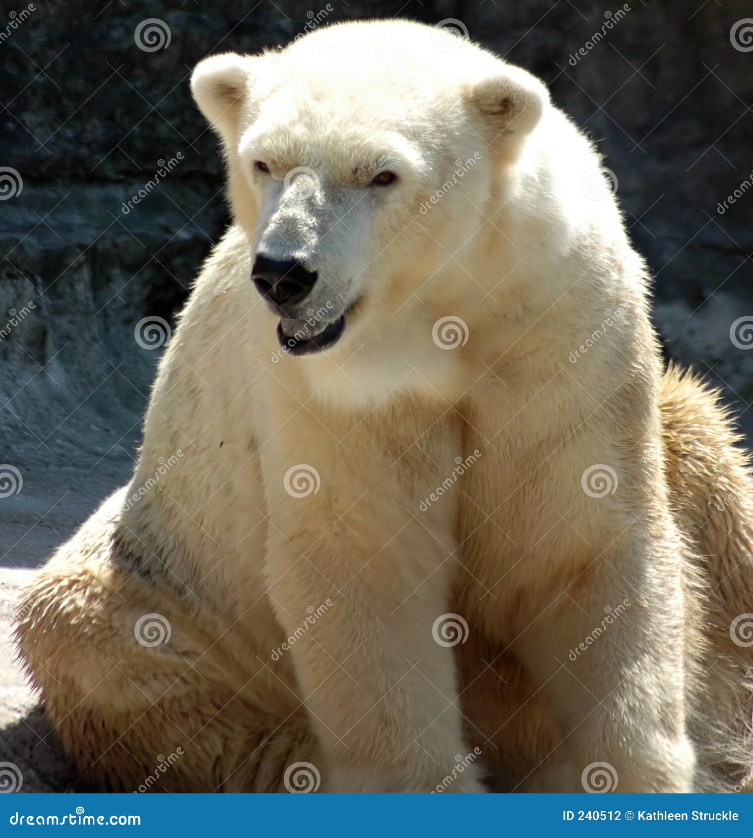White Polar Bear Sitting stock photo. Image of cement, wildlife 240512