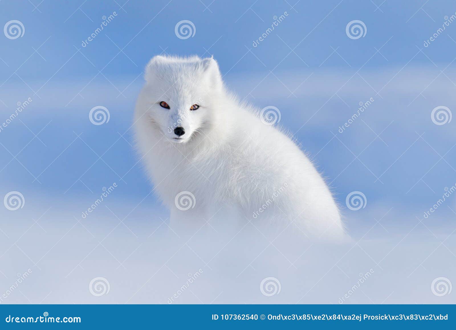 white polar fox in habitat, winter landscape, svalbard, norway. beautiful animal in snow. sitting fox. wildlife action scene from