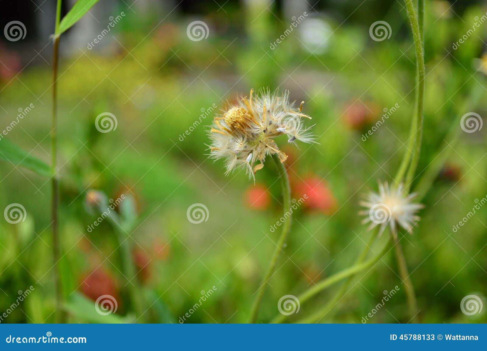 White Pollen of Grass Flower Stock Image Image of botany, plant 45788133