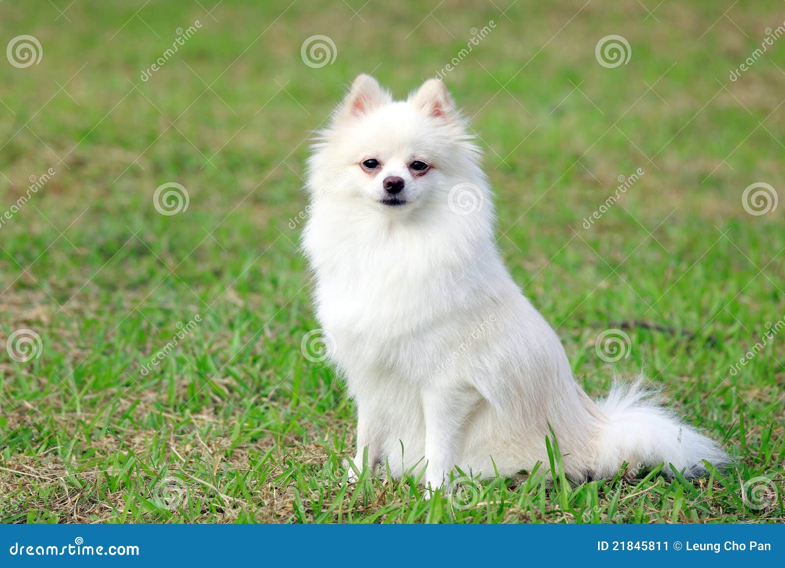 White pomeranian dog stock image. Image of happy, adorable - 21845811