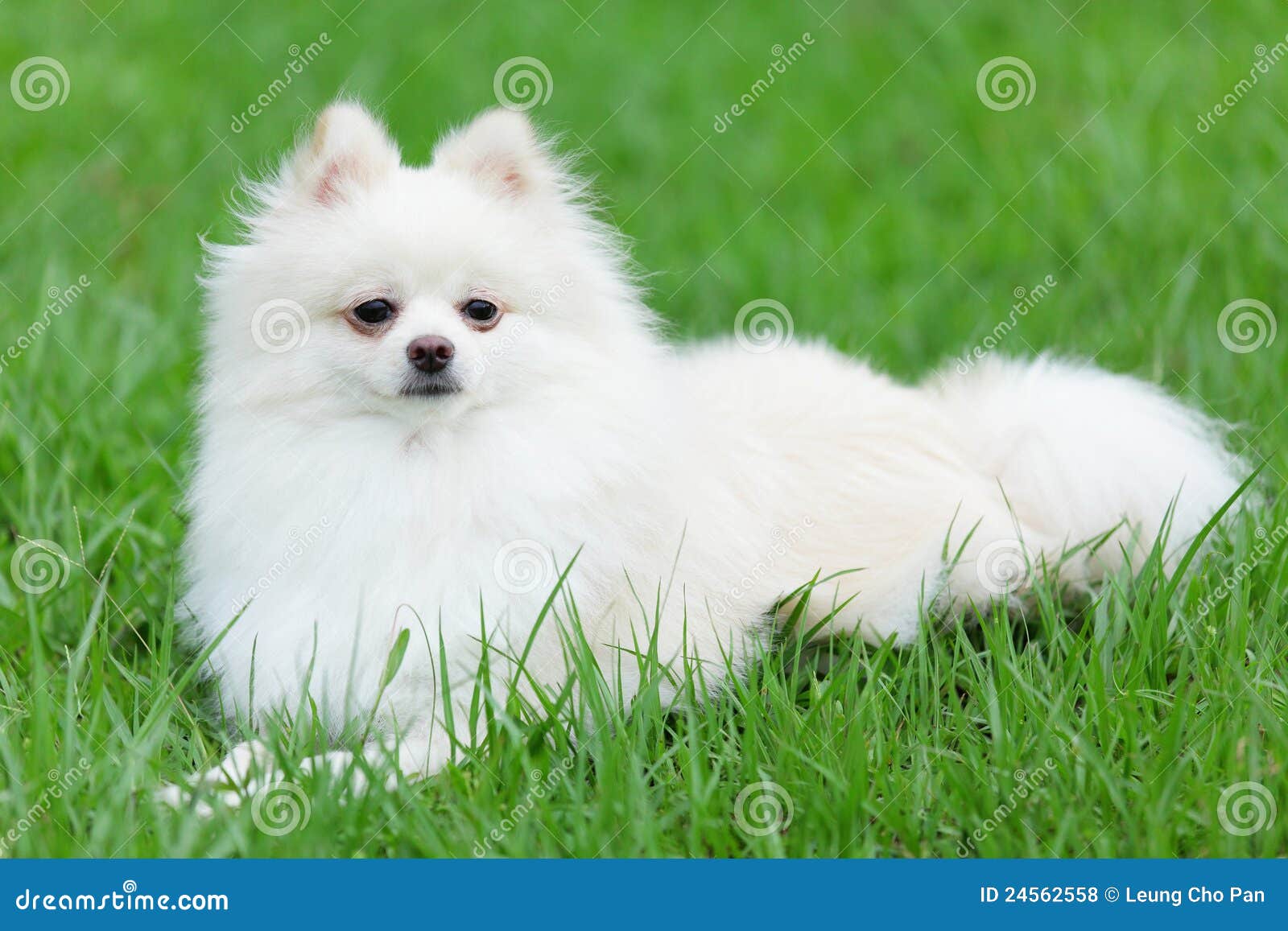 White pomeranian dog stock photo. Image of animal, pretty - 24562558