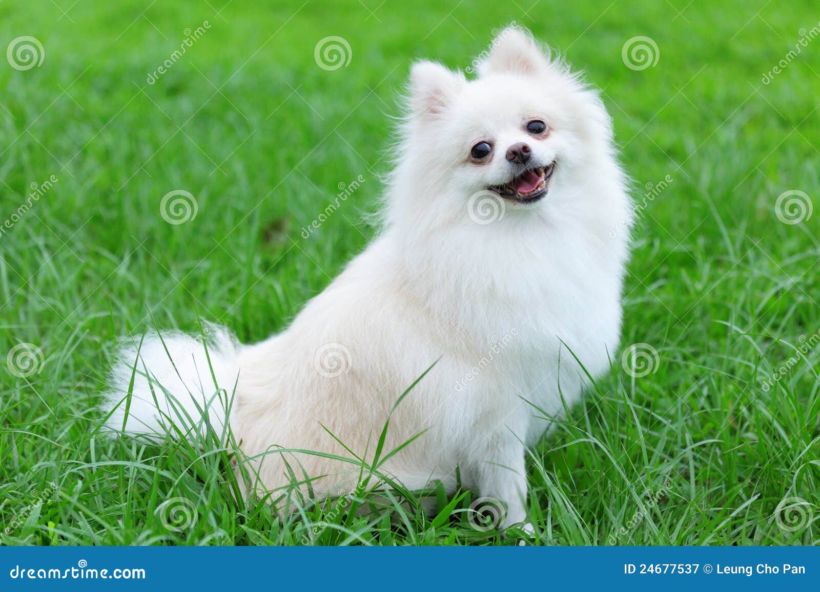 White pomeranian dog stock image. Image of grass, portrait - 24677537