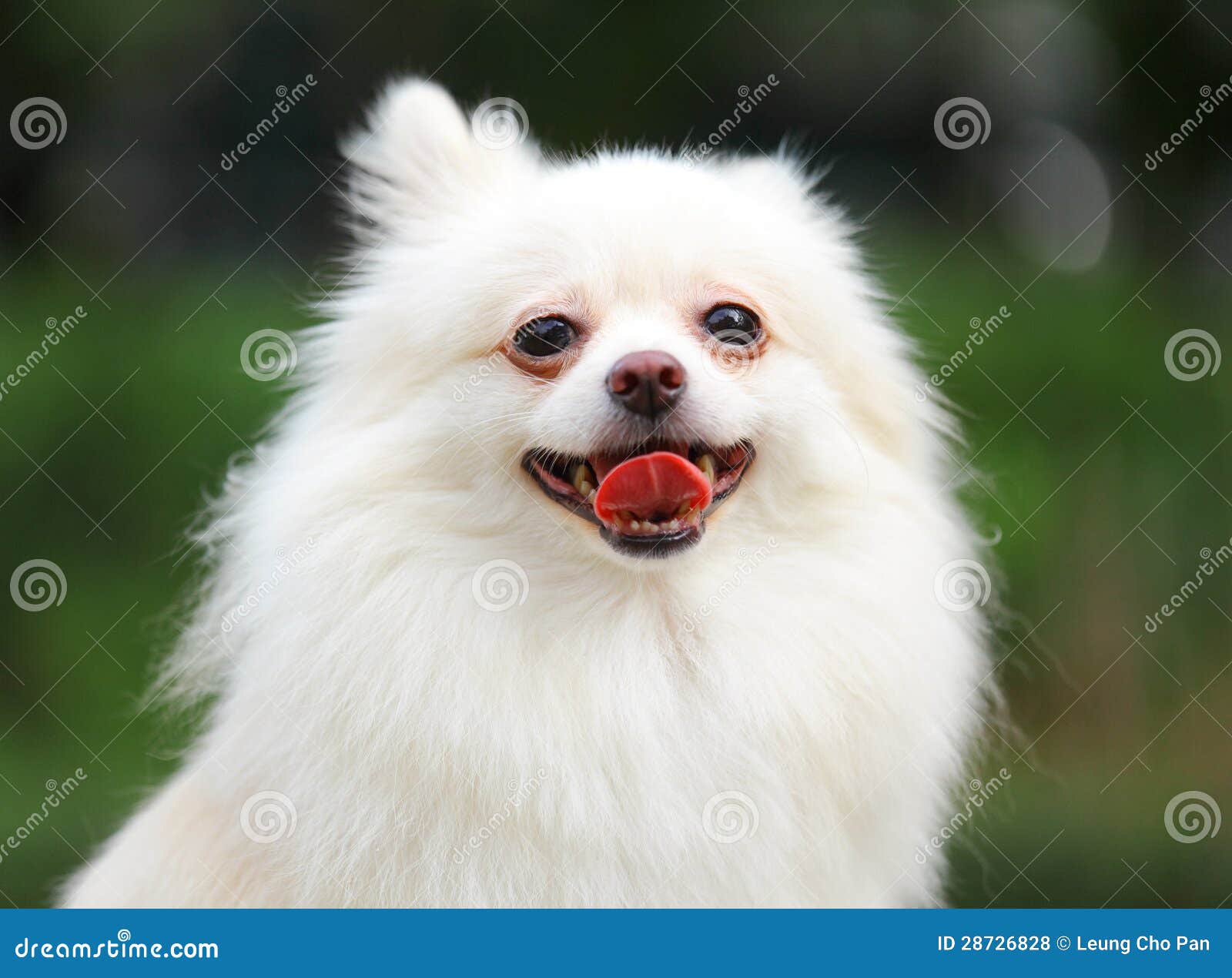 White Pomeranian dog stock photo. Image of puppy, white 28726828