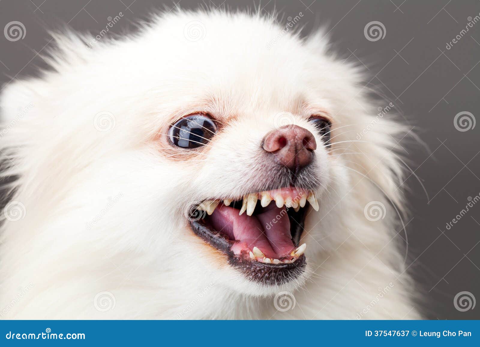 pomeranian dog white and black