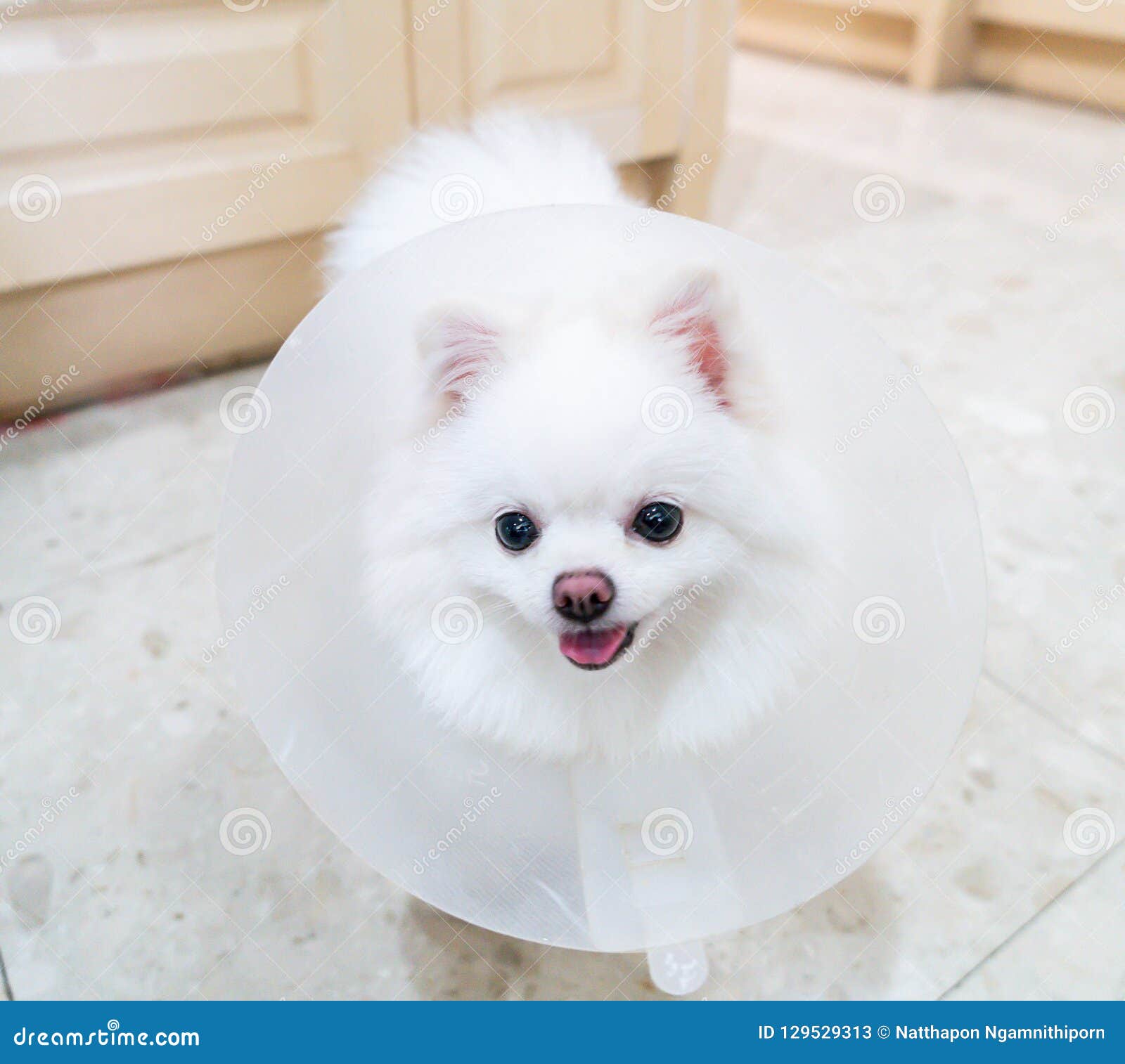 White Pomeranian Dog with Collar Stock Image Image of animal