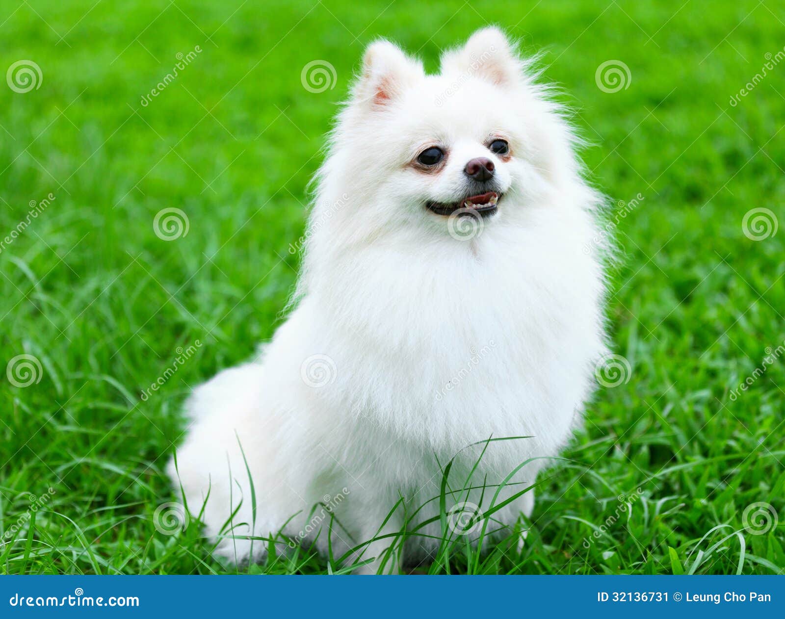 purebred white pomeranian