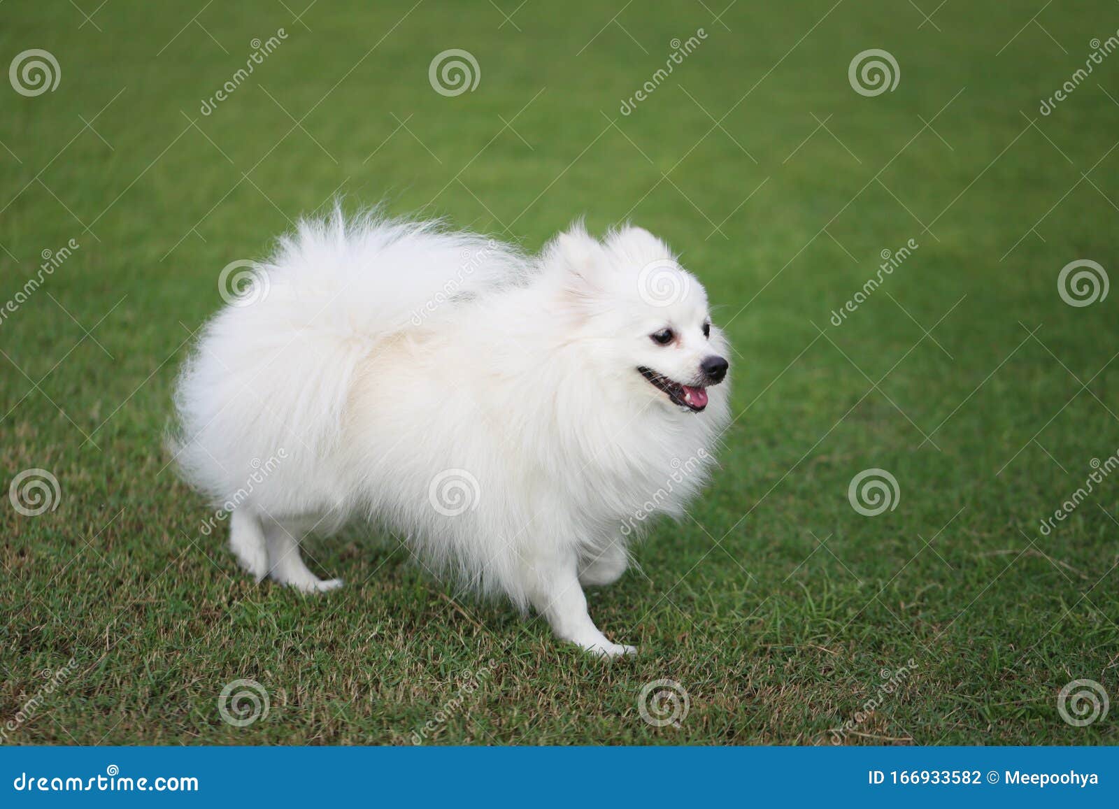 White Pomeranian Dog On Green Lawn Stock Photo Image Of Animal Joyful White Pomeranian Dog On Green Lawn Stock Photo Image Of Animal Joyful