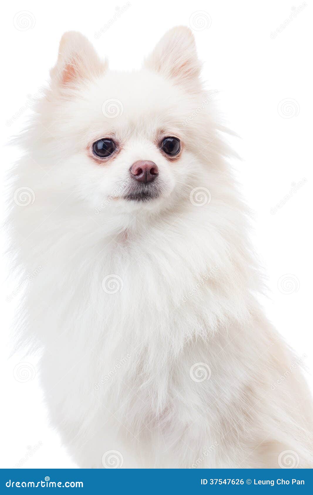 White pomeranian dog stock photo. Image of fluffy, purebred 37547626