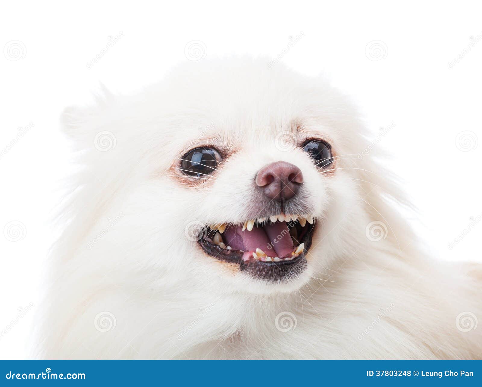 White Pomeranian Feel Angry Stock Photo - Image of playful, puppy: 37803248