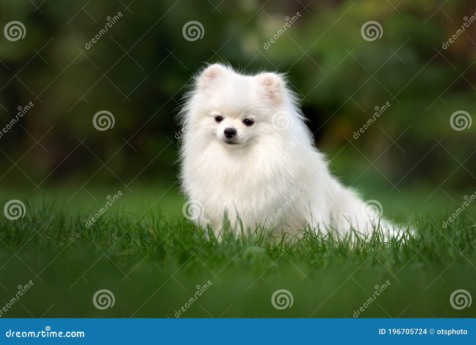 white pomeranian spitz