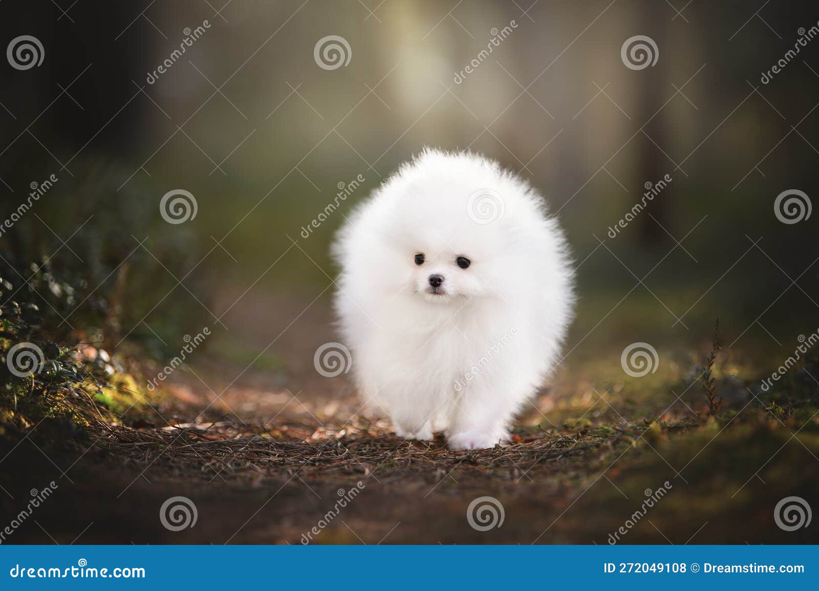 White Pomeranian Spitz Puppy Walking in the Forest in Spring Stock Photo Image of fluffy