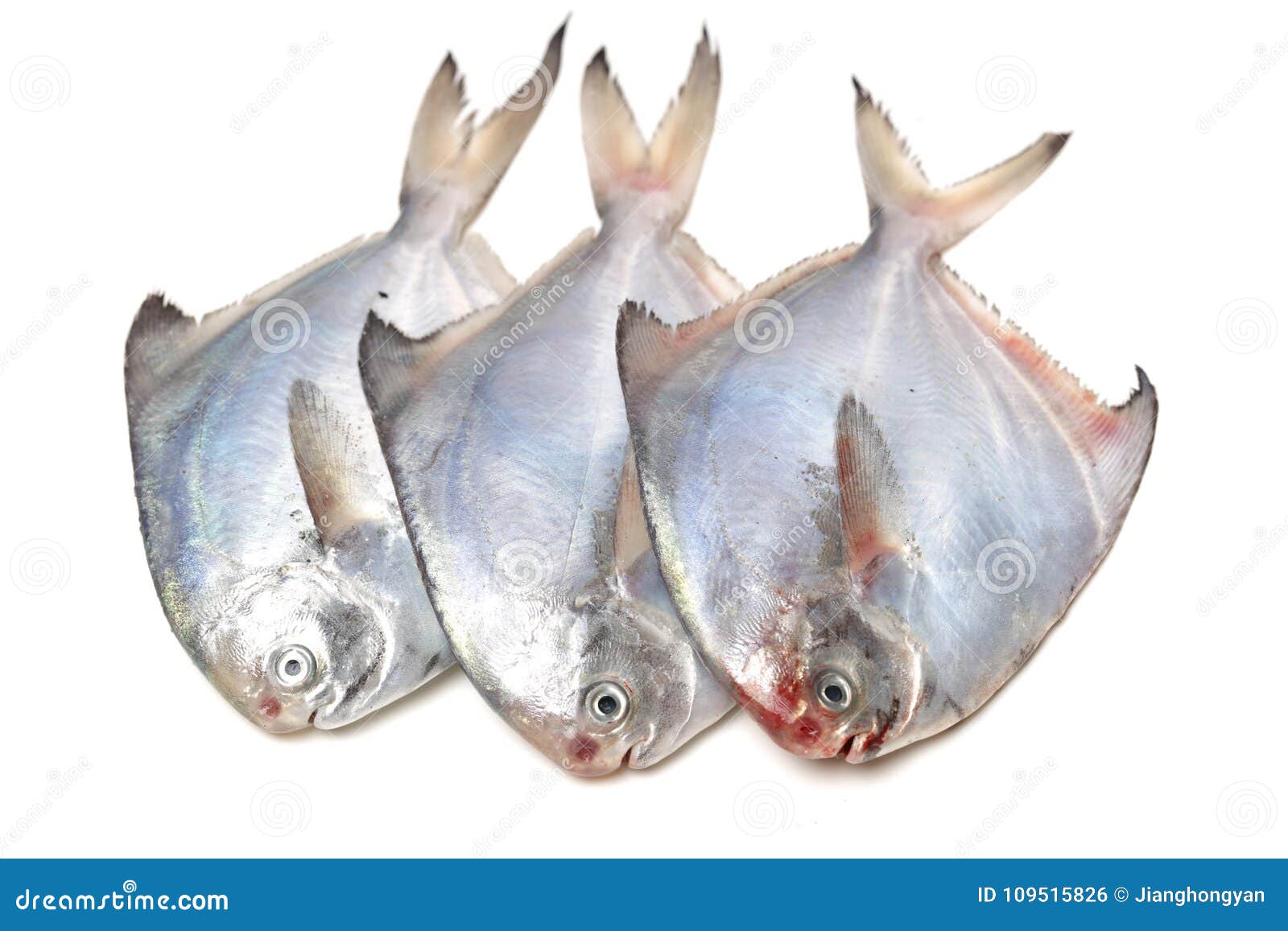 White Pomfret stock photo. Image of catch, pomfret, alive 109515826