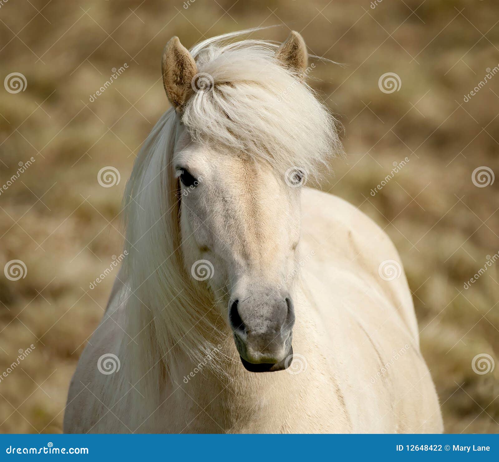 White Pony stock photo. Image of pony, hair, nature, pretty 12648422
