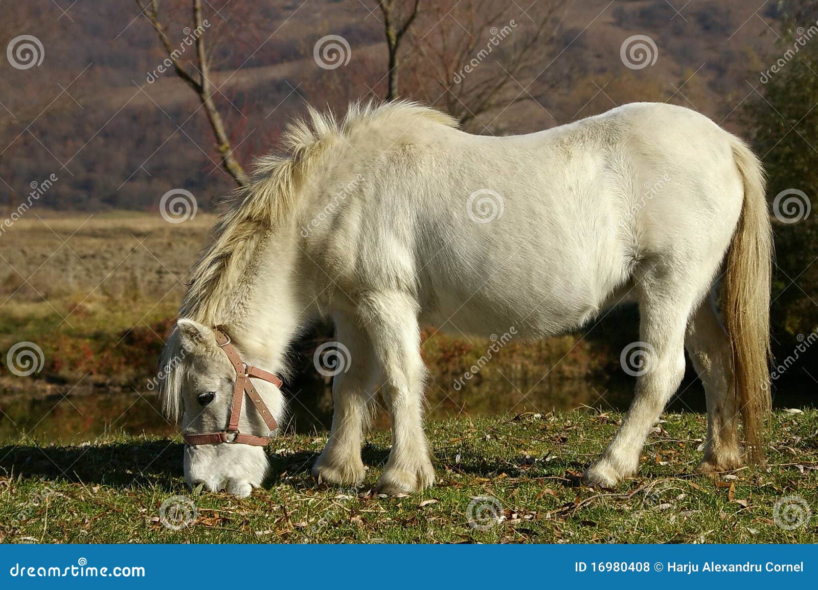White pony stock photo. Image of hourse, forest, pony 16980408